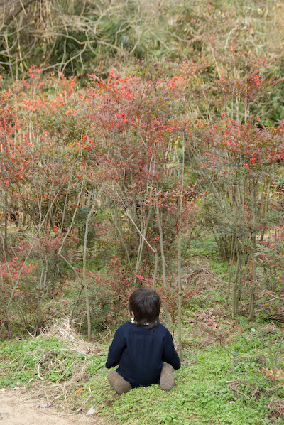 08hiiba00.jpg