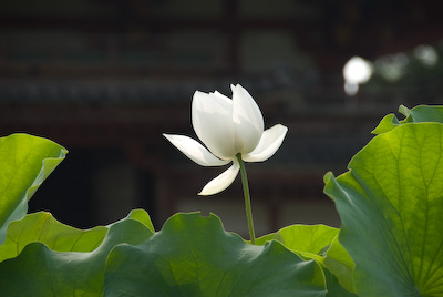 20080721-24.jpg