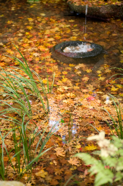 DSC_04461.jpg