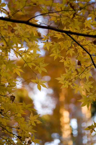 DSC_04581.jpg