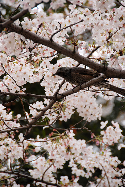 DSC_2732.jpg
