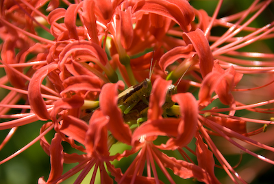 DSC_3336.jpg