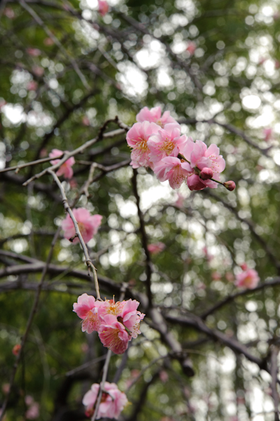 DSC_42941.jpg