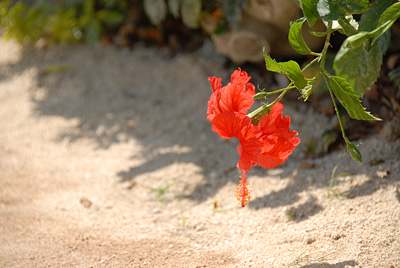 DSC_5119.jpg
