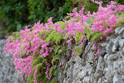 DSC_5279.jpg