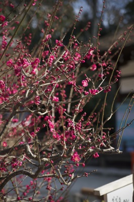 DSC_56962.jpg