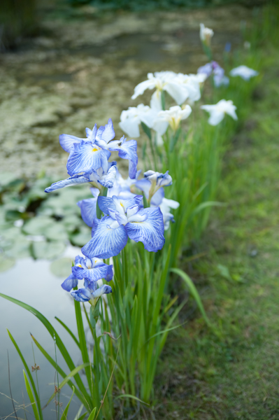 DSC_80461.jpg