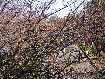 01sakura20050404.jpg