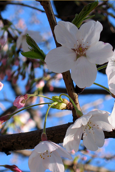 02sakura20050404.jpg