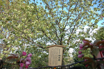 2004gyoiko01.jpg