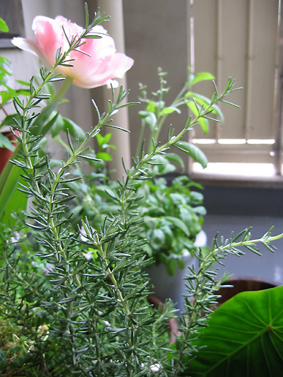 2005rosemarry.jpg
