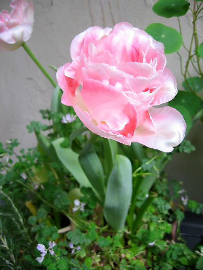2005tulip.jpg