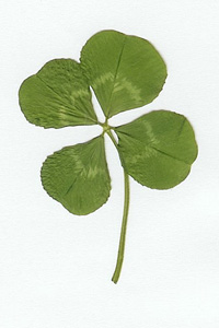 4clover01.jpg