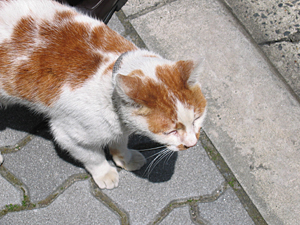 cat01.JPG