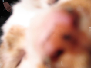 cat02.JPG