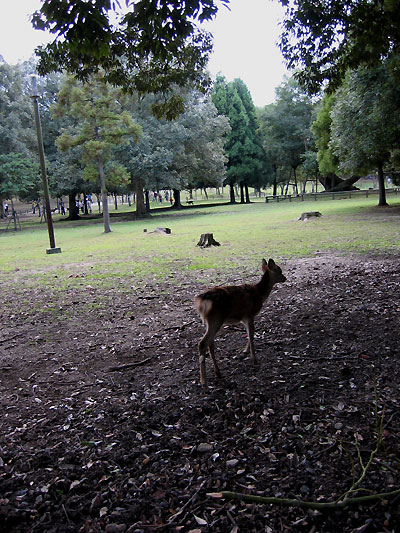 deer00.jpg