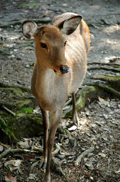 deer01.jpg