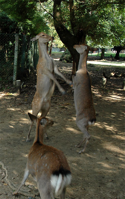 deer02.jpg