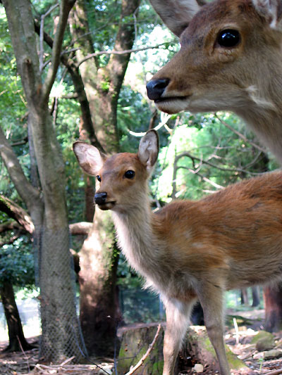 deer03.jpg