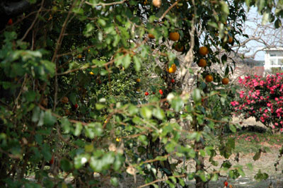 garden01.jpg