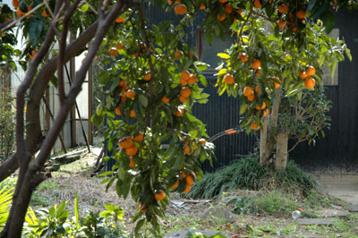 garden02.jpg
