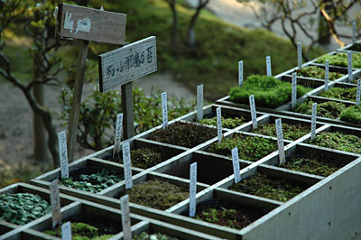 ginkakuji03.jpg