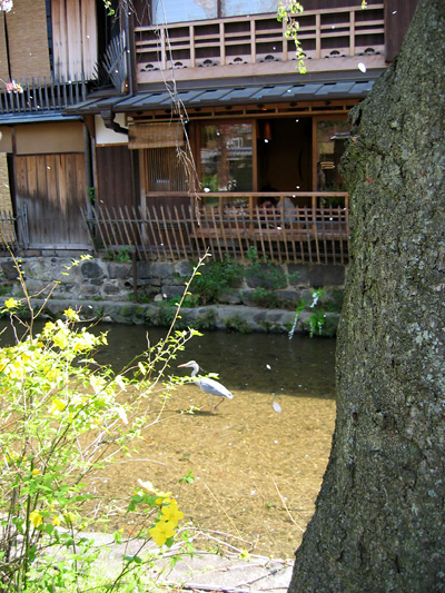 gion_haru02.jpg