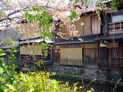 gion_haru03.jpg