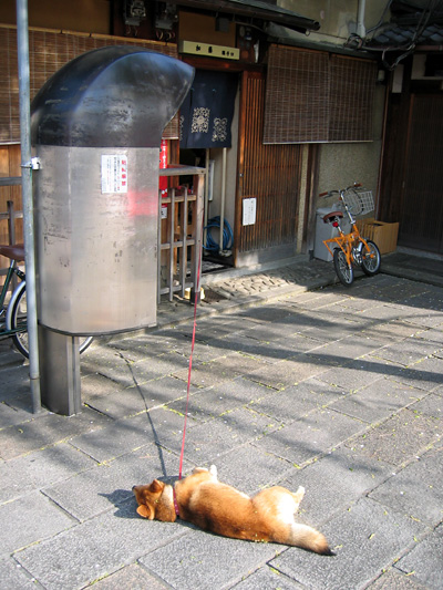 gion_haru04.jpg