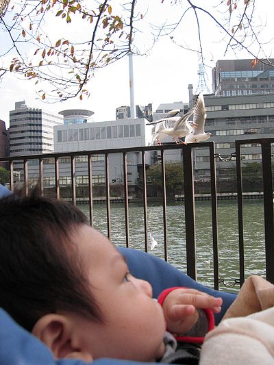 kamome_kanta01.jpg