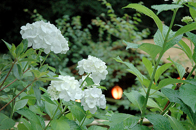 kawadoko_b04.jpg