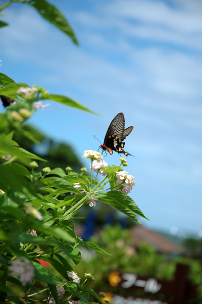 m_butterfly01.jpg