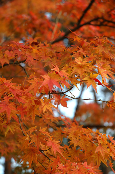 nanzenji06.jpg