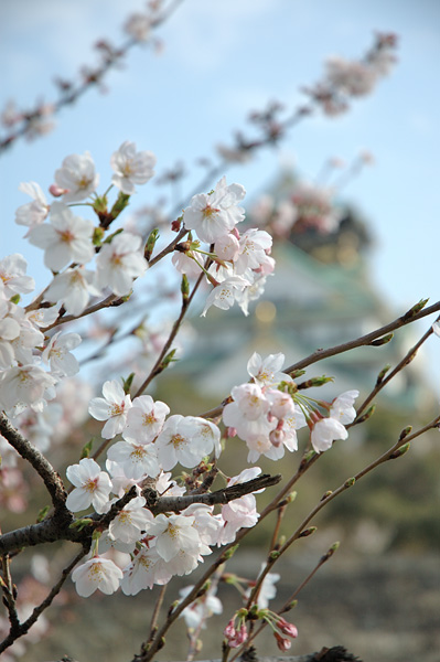 osakajyo_sakura02.jpg
