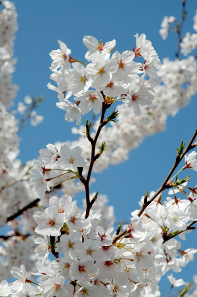 sakura.jpg