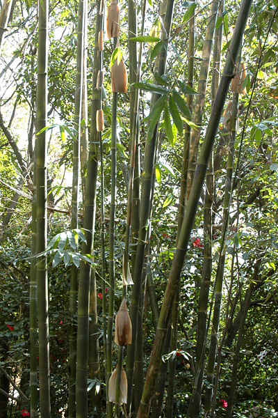 shikokumura02.jpg