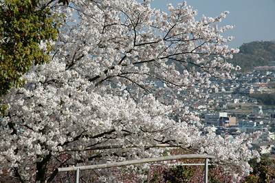 shikokumura05.jpg