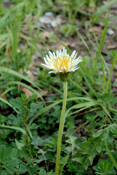 sirobana_tanpopo.jpg