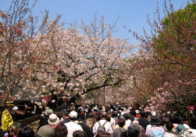 torinuke01.jpg