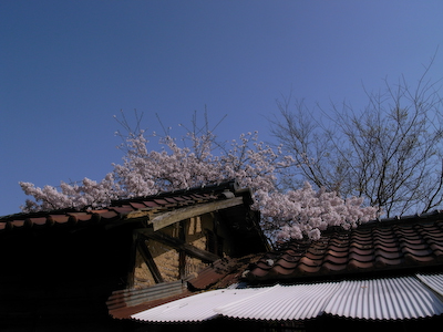 hanamatsuri02.jpg