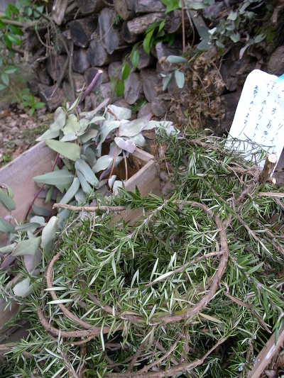 hoshi032803.jpg