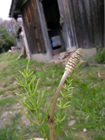 hoshi032816.jpg