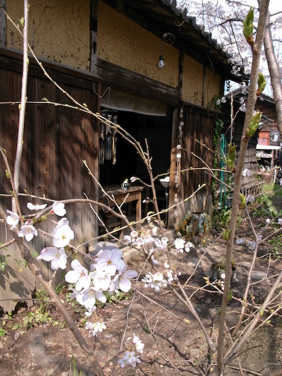 hoshi032819.jpg