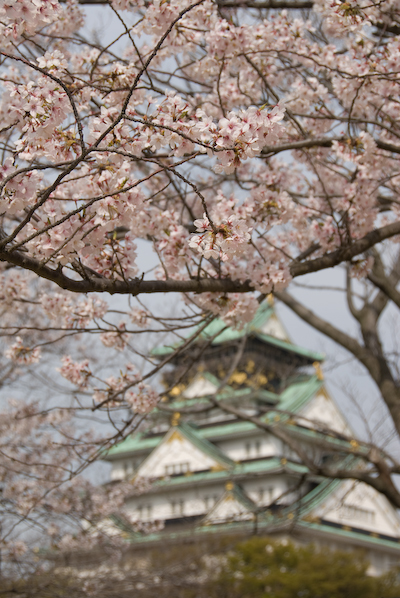 nishisakura00.jpg
