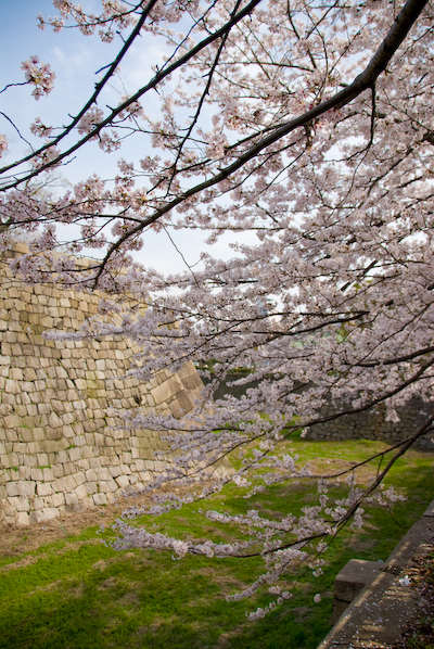 nishisakura03.jpg