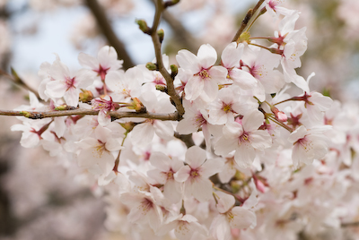 nishisakura04.jpg