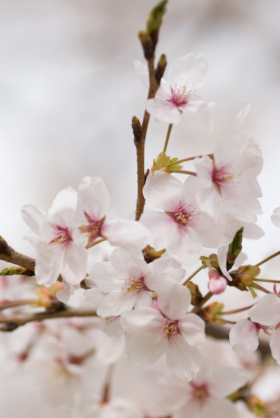 nishisakura05.jpg