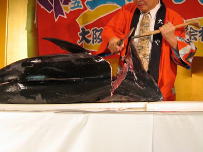 o_maguro04.jpg